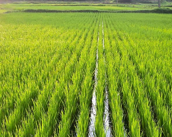 rice exporter pakistan kassam trading company